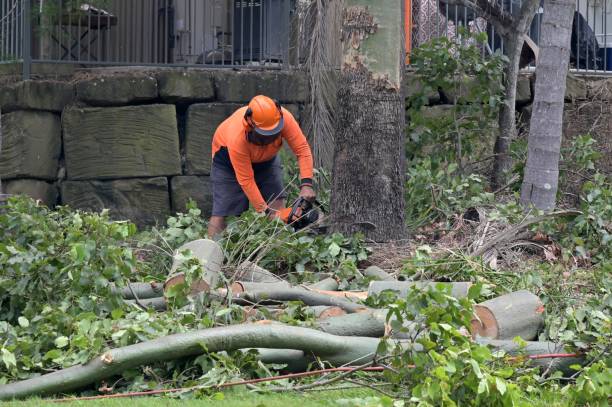 Best Dead Tree Removal  in Lake Holiday, IL